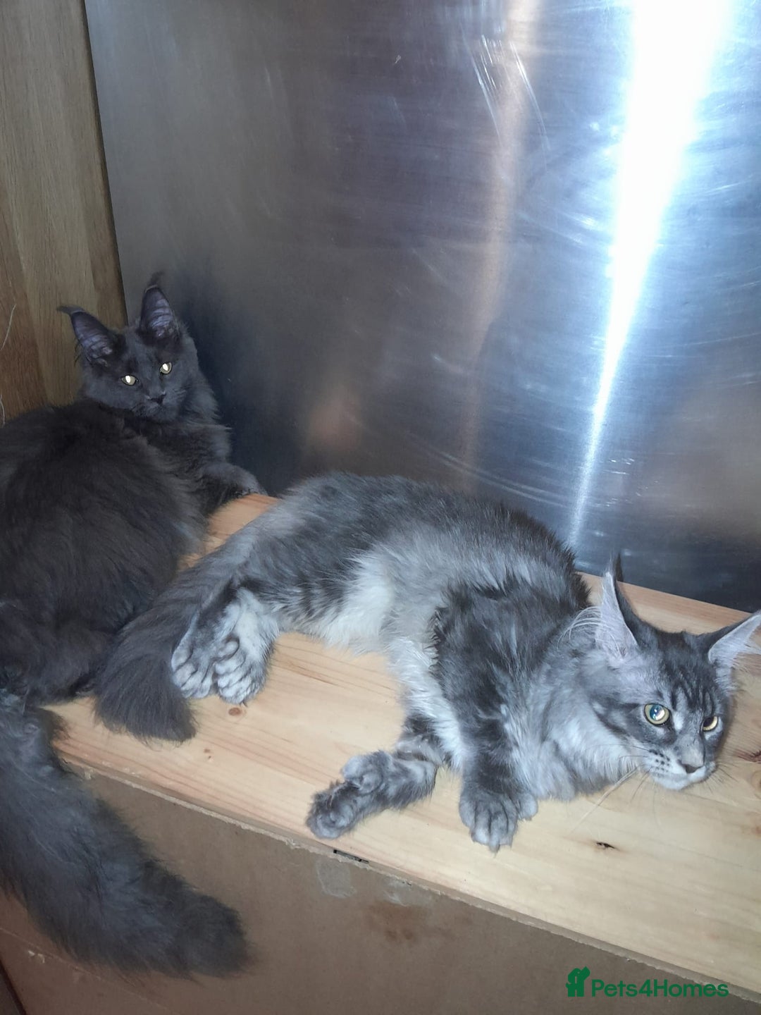 Maine Coon cats for sale: Polydactyl SolidBlue/BlackSilver Girls Maine Coon - Advert 12