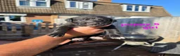 Mixed Breed dogs for sale: Lurcher  puppies  - Advert 6