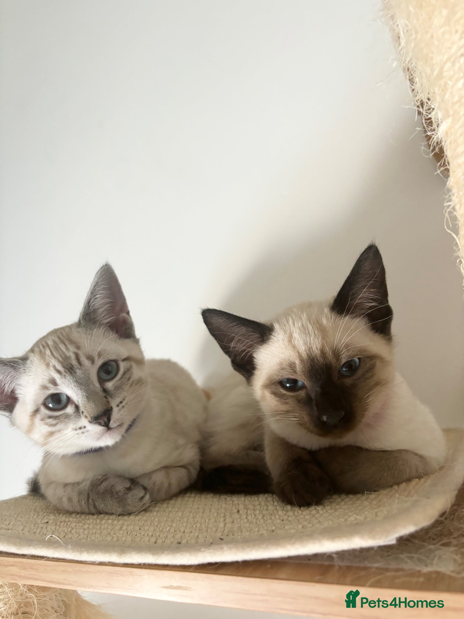 Ragdoll cats 4 Ragdoll/Siamese Kittens - Ready to go home - Advert 1