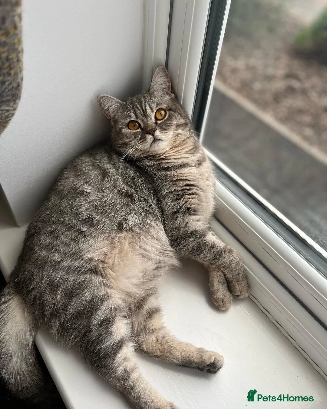 British Shorthair cats for sale: Bonded pair - British Shorthair girls - GCCF Reg - Advert 2