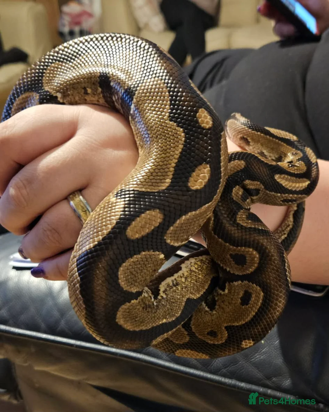 Python Snake reptiles for sale: For sale male calico royal python  - Advert 2