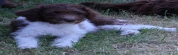 Labradoodle dogs for sale: A Better Start Fully Vaccinated Manners HomeRaised - Advert 3