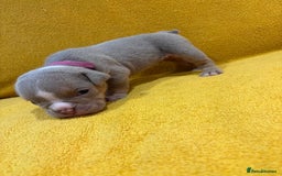 English Bulldog dogs for sale: For sale: 7 English Bulldog Puppies - Image 5