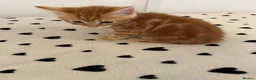 Mixed Breed cats for sale: Gorgeous Ginger & Fluffy Tabby Kittens - Advert 29