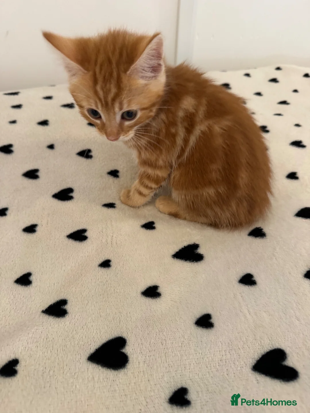 Mixed Breed cats for sale: Gorgeous Ginger & Fluffy Tabby Kittens - Advert 29