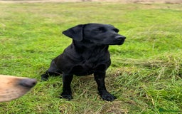Labrador Retriever dogs for sale: KC registered working line- health tested parents  - Image 10