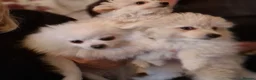 Pomapoo dogs for sale: ☆☆UNIQUE / VERY RARE ☆ 2 FEMALE MICRO BABY BEARS in Bristol - Advert 12