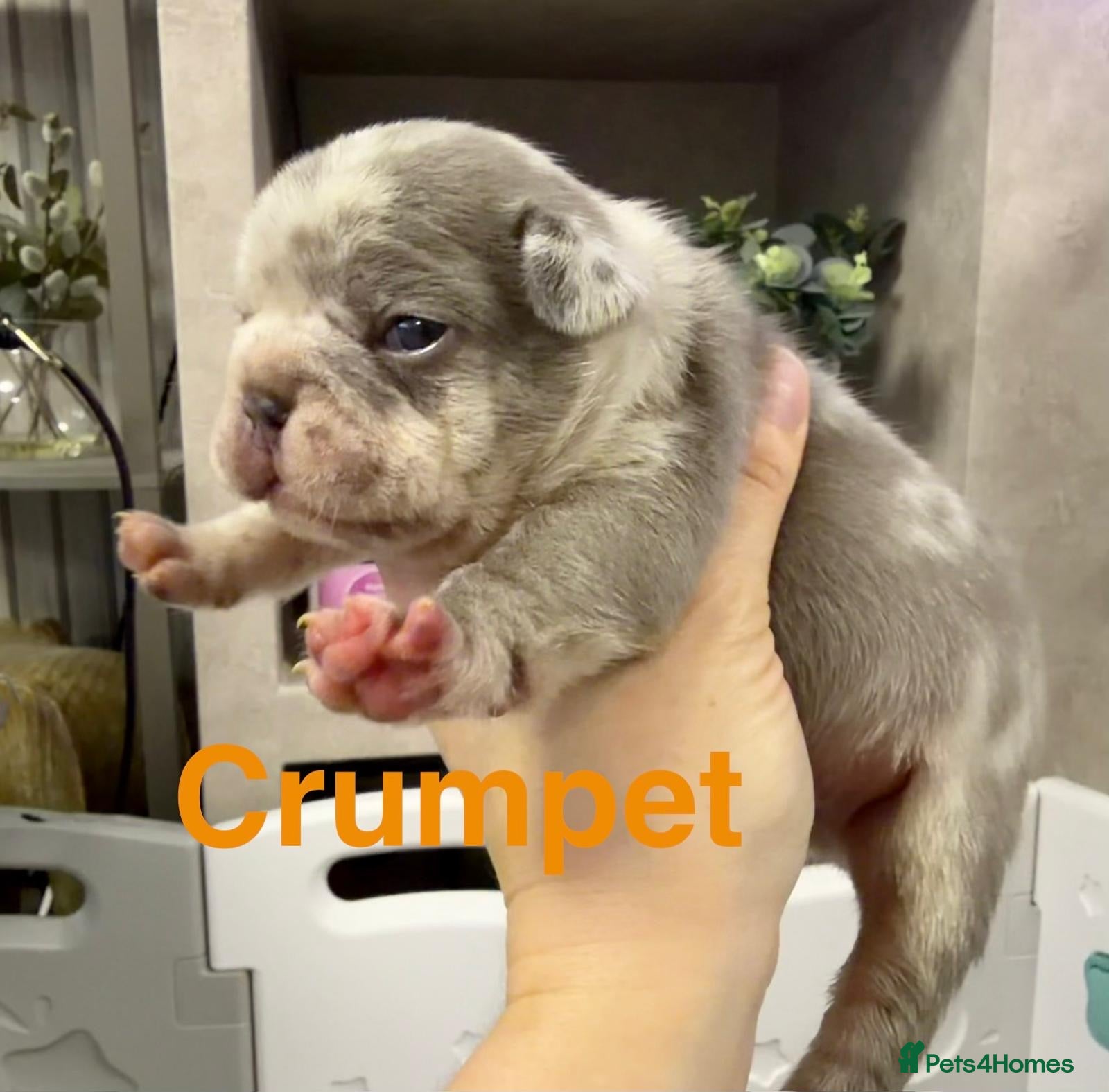 French Bulldog dogs French bulldog puppies  - Advert 2