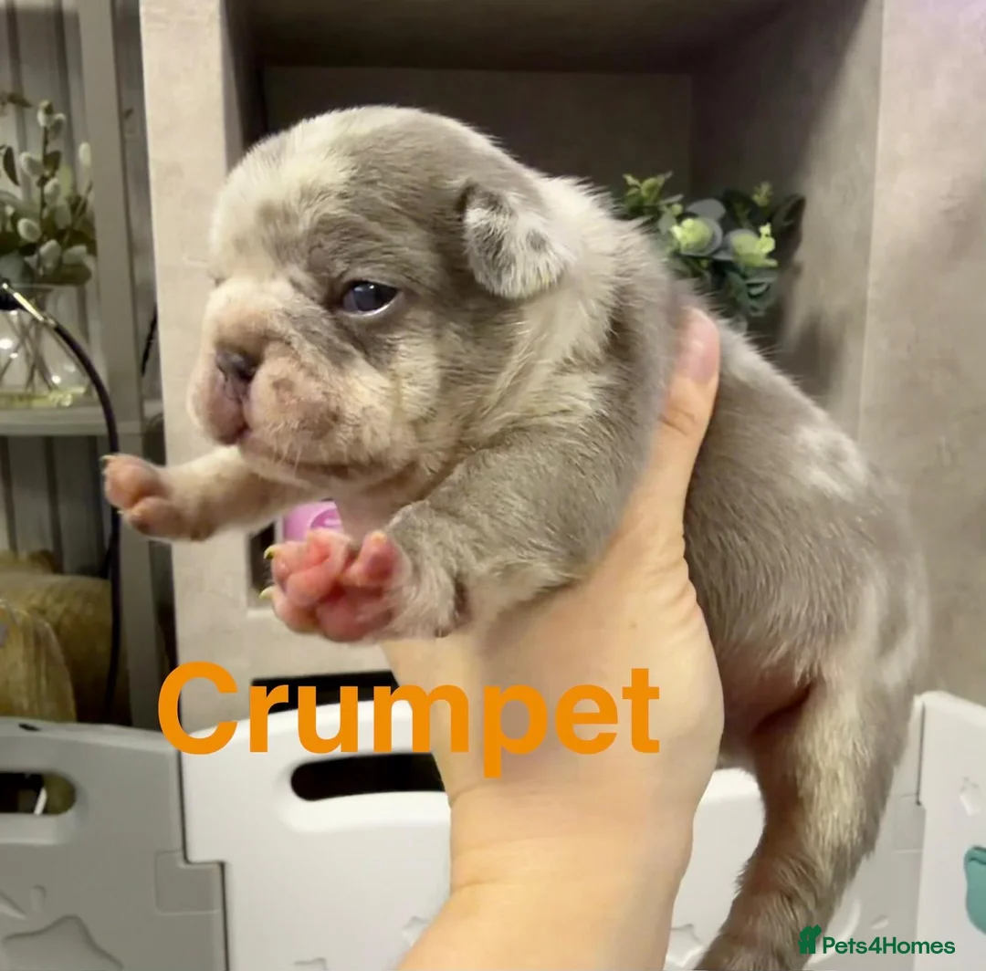 French Bulldog dogs for sale: French bulldog puppies  - Advert 1