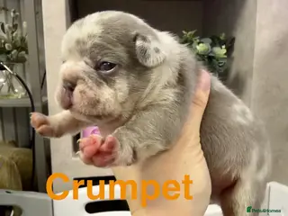 French Bulldog dogs French bulldog puppies - Advert 9