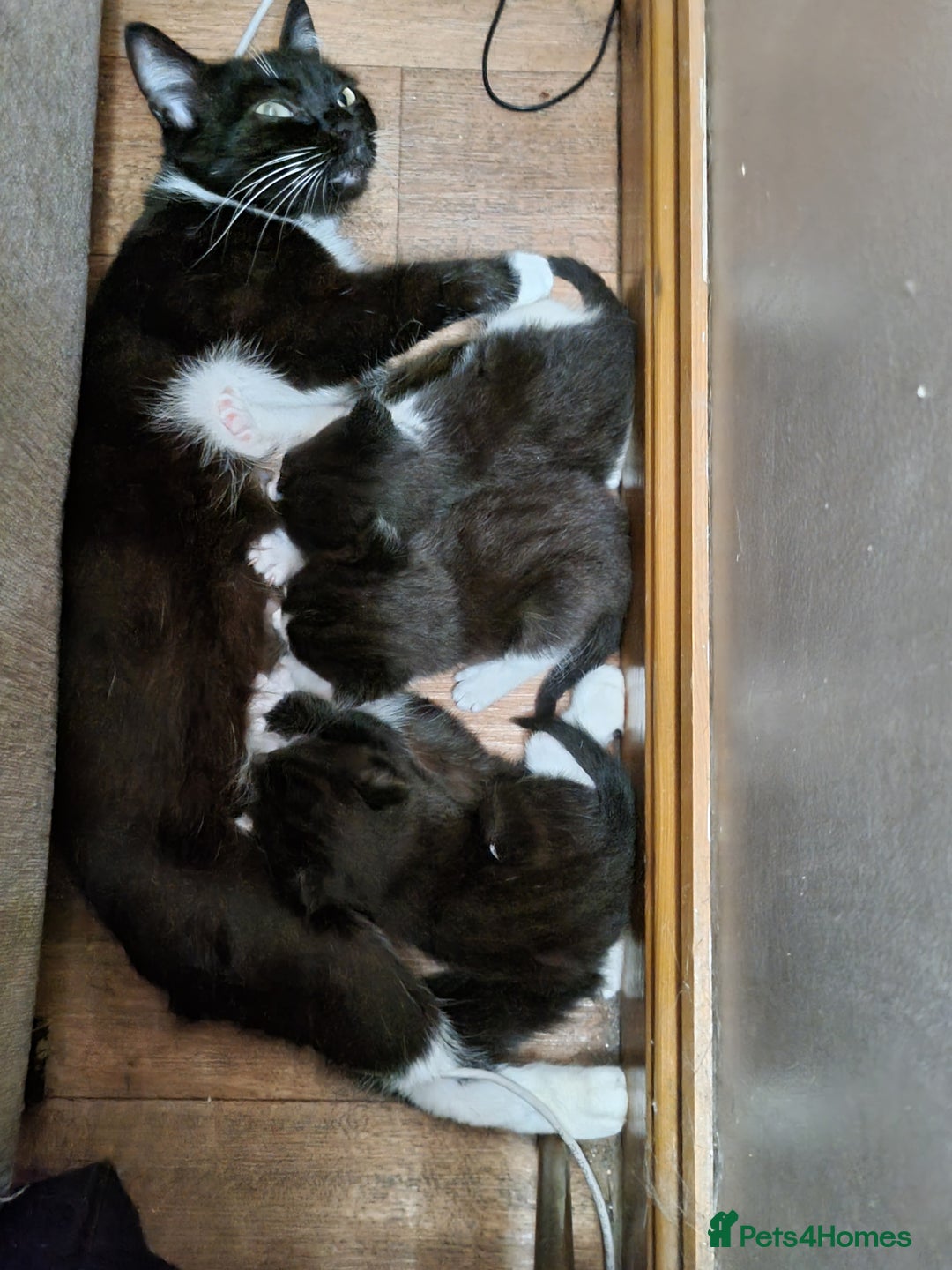 Mixed Breed cats for sale: 3 Black and White kittens for sale - Image 1