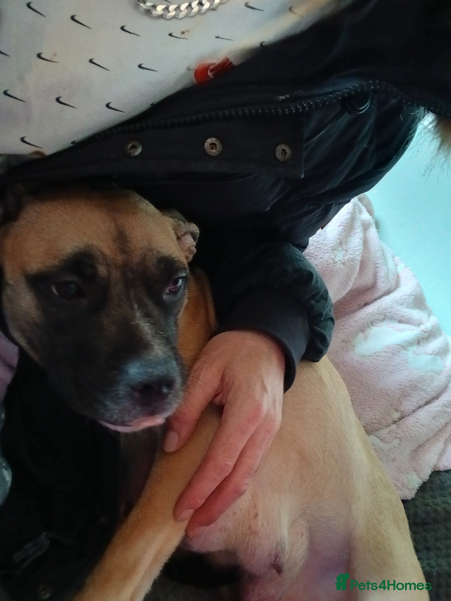 Mixed Breed dogs 4 beautiful puppies ready for their forever homes  - Advert 1