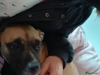 Mixed Breed dogs 4 beautiful puppies ready for their forever homes - Advert 1