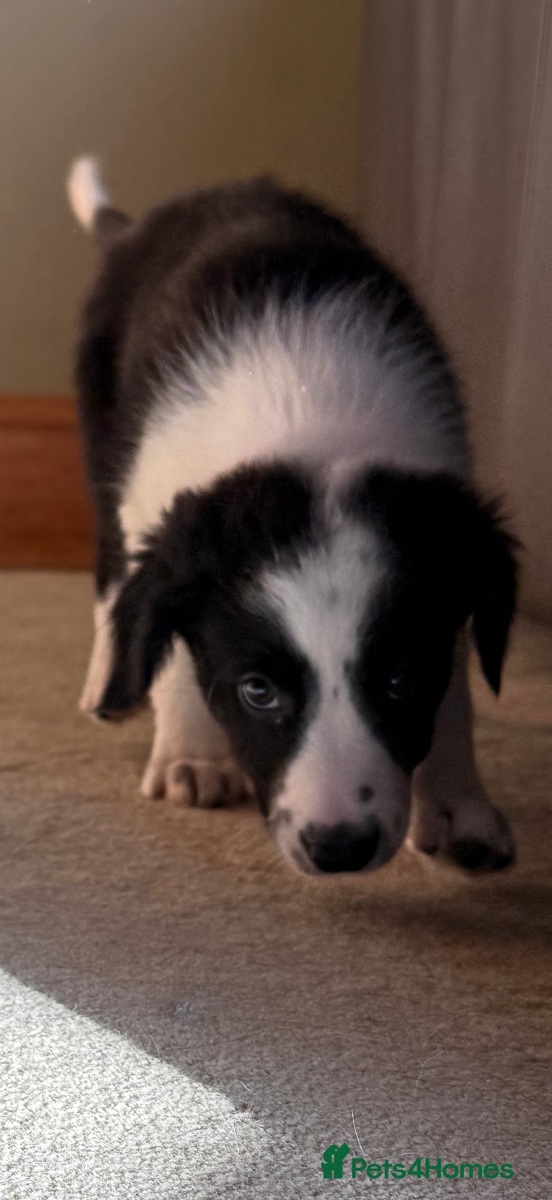 Mixed Breed dogs for sale: Border Collie Cross Pups - Image 8
