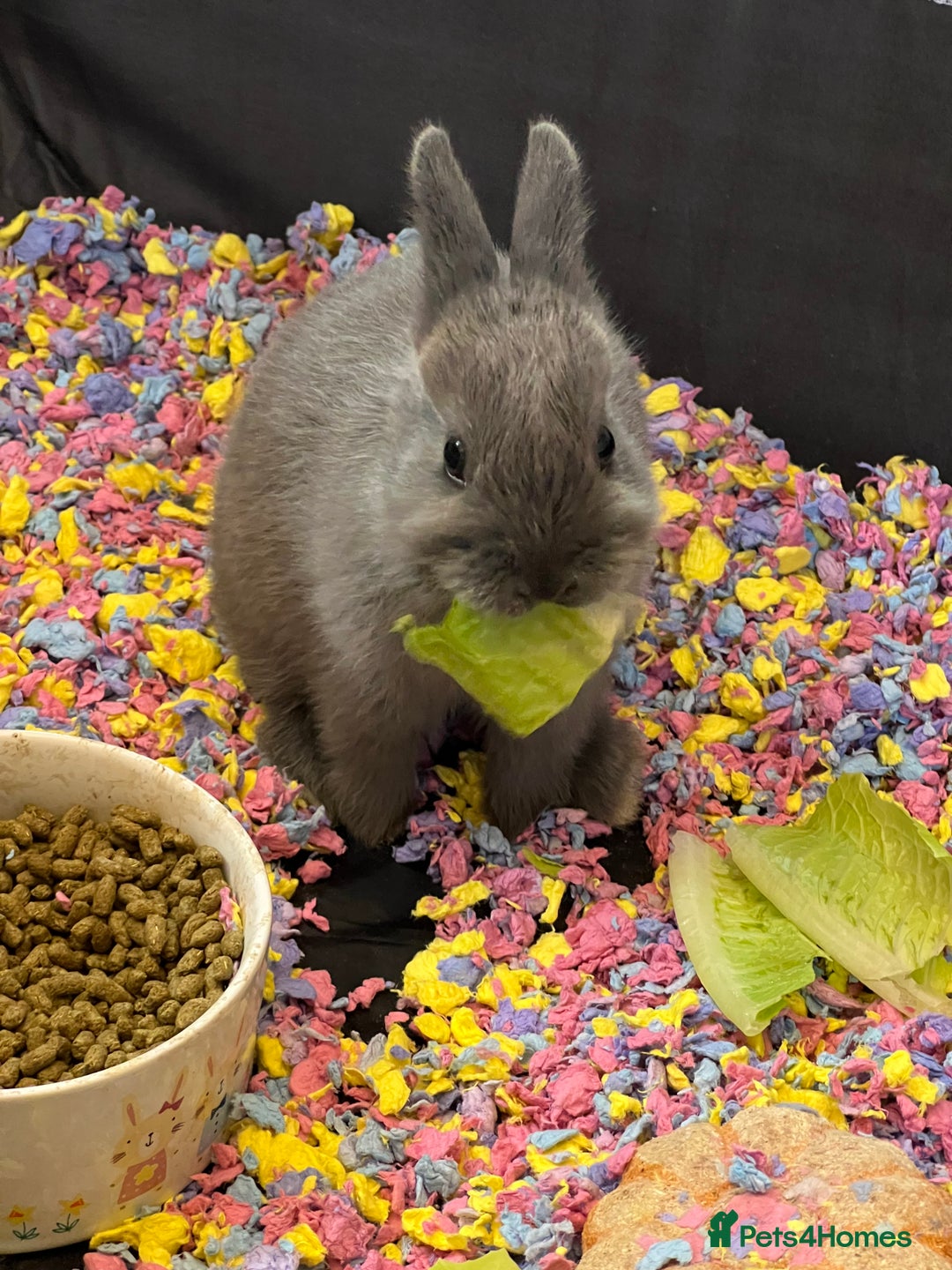 Netherland Dwarf rabbits for sale: Stunning Netherland Dwarf boys - Image 6