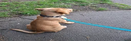 Labrador Retriever dogs for sale: Sad sale - Advert 3