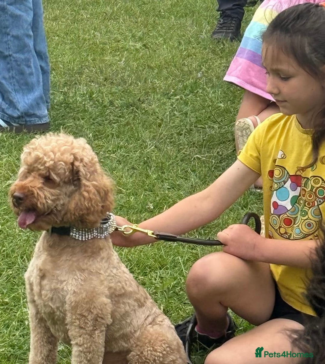 Miniature Poodle dogs for sale:    Red Miniature Poodle Boy - Image 3