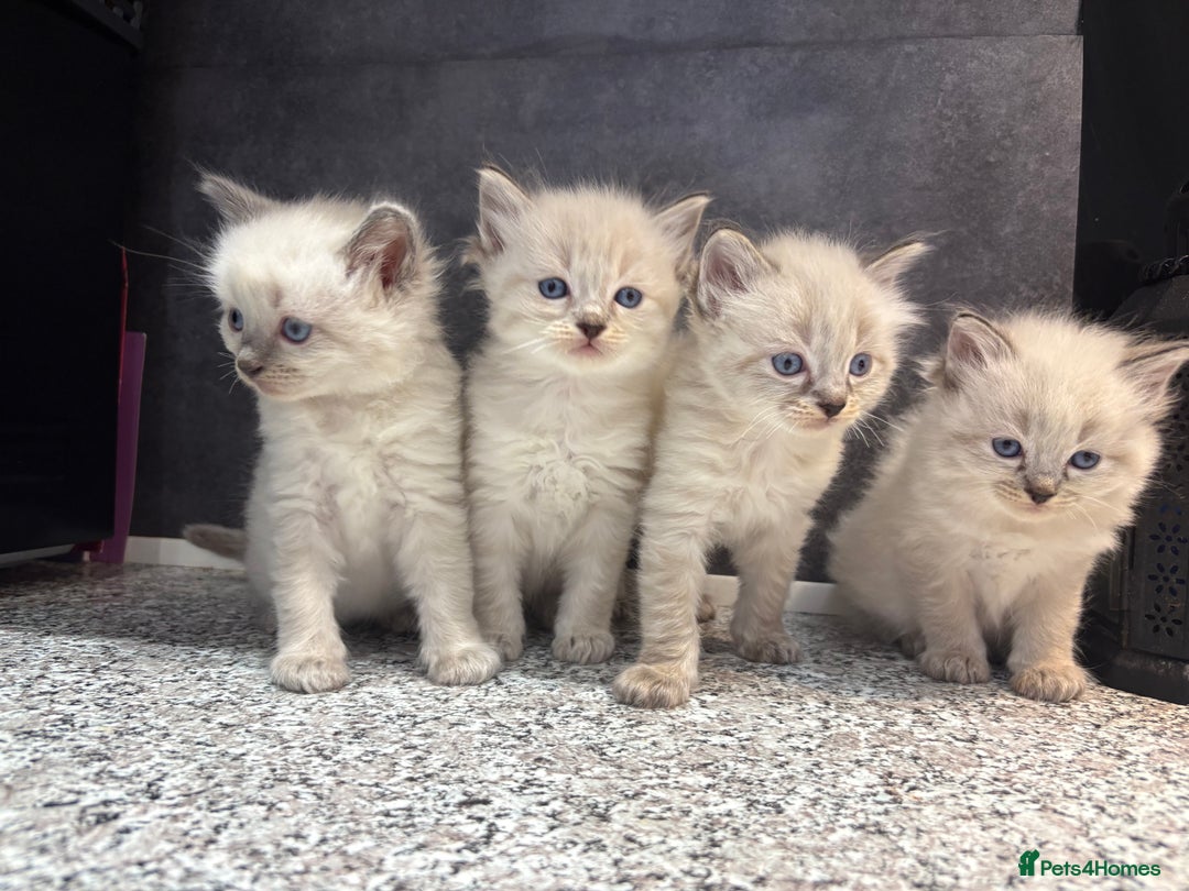 Ragdoll cats for sale: Ragdoll kittens  - Image 9