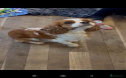 Cavapoo dogs for sale: CAVAPOO F1 PUPPY BOY WITH DNA TESTED PATIENTS  - Image 7