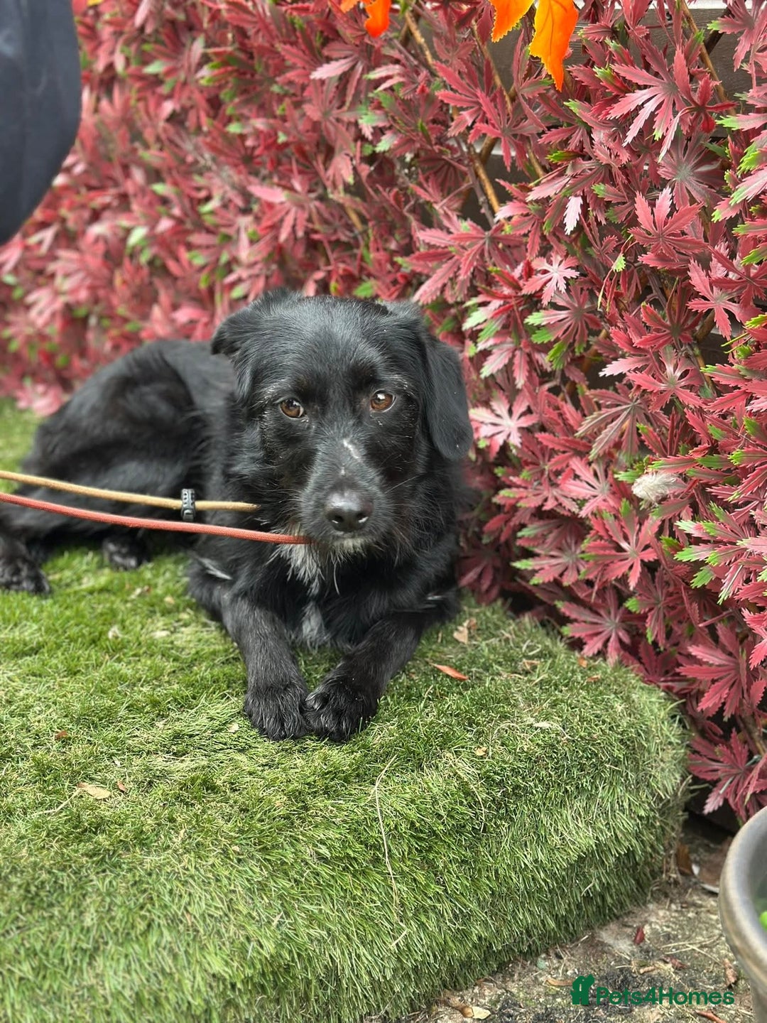 Mixed Breed dogs for adoption: Molly - Image 4