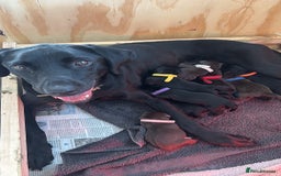 Labrador Retriever dogs for sale: KC Registered Black and Chocolate Labradors - Image 13