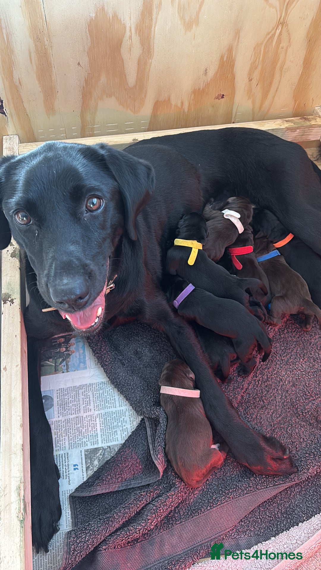 Labrador Retriever dogs for sale: KC Registered Black and Chocolate Labradors - Image 13