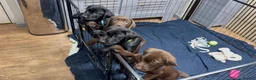 Labrador Retriever dogs for sale: One black Labrador male lift in Milford Haven - Advert 2