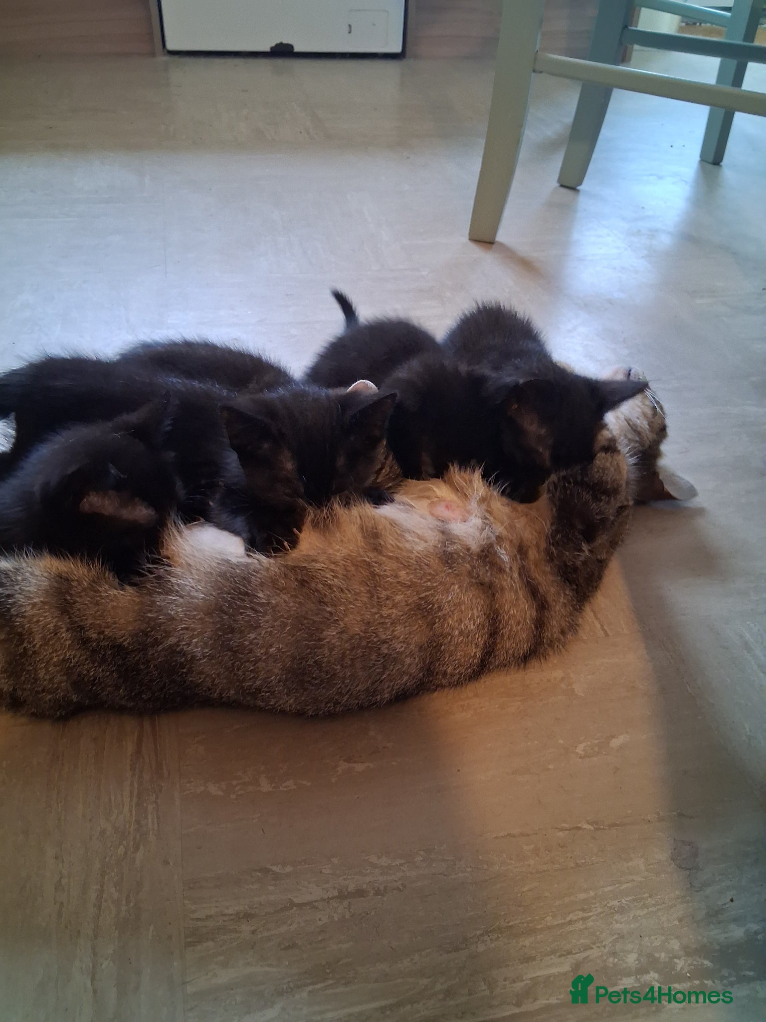 Mixed Breed cats 4 Beautiful Black Kittens 8 Weeks Old - Advert 11