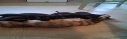 Mixed Breed cats for sale: 4 Beautiful Black Kittens 8 Weeks Old in Colchester - Advert 1