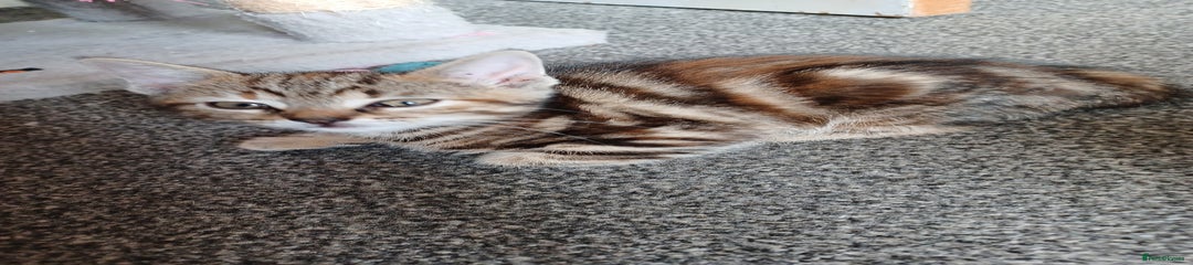 Domestic Shorthair Kitten 5