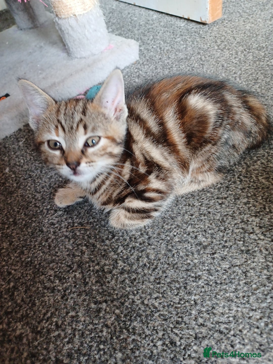 Domestic Shorthair cats for sale: Stunning kittens for sale - Image 3