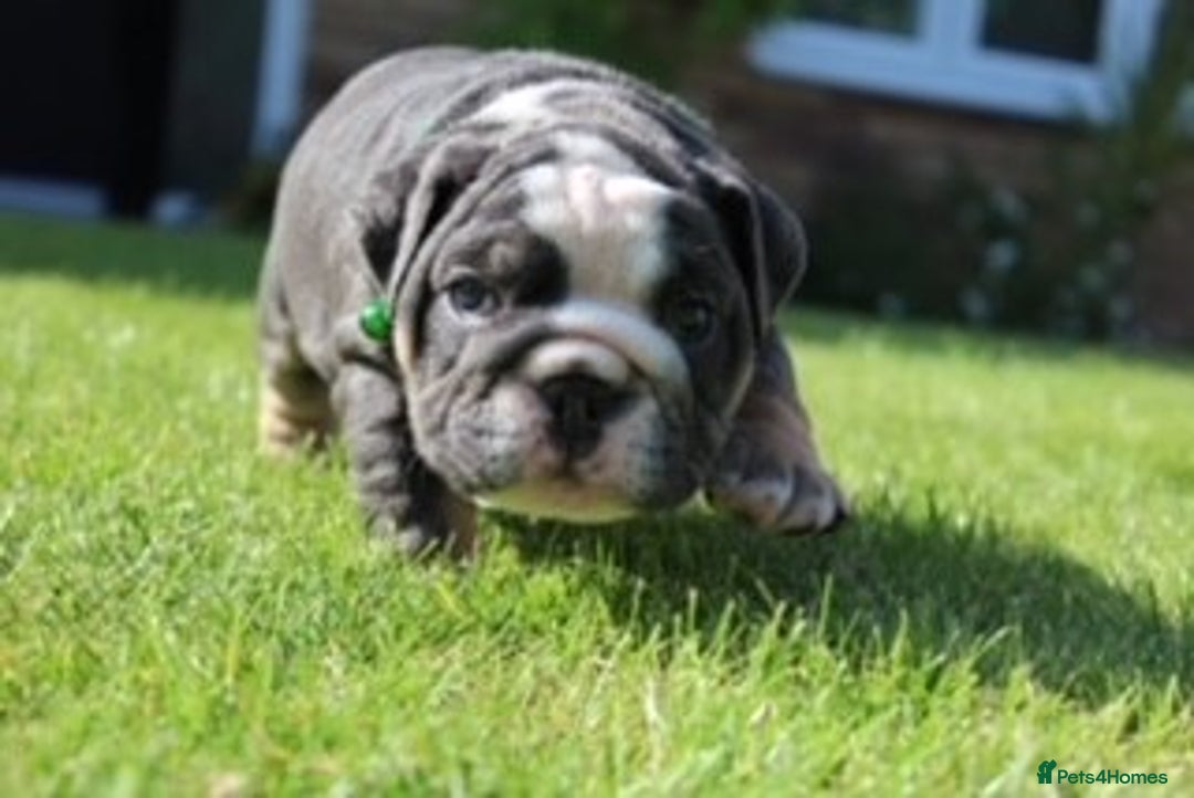 English Bulldog dogs for sale: *REDUCED* English Bulldog Puppies - Image 21