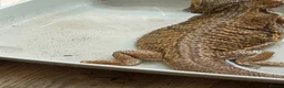 Bearded Dragon reptiles for sale: Female Bearded Dragan for sake - Advert 2