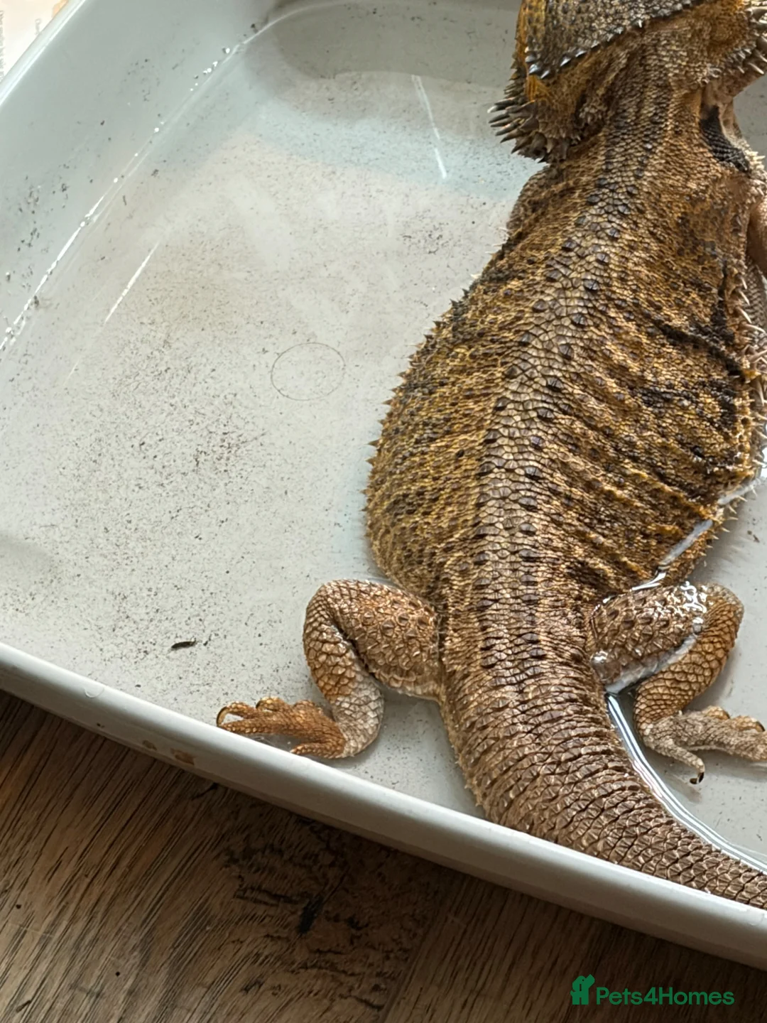 Bearded Dragon reptiles for sale: Female Bearded Dragan for sake - Advert 2