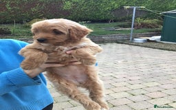 Bernedoodle dogs for sale: Rare Toy bernedoodles  - Image 2