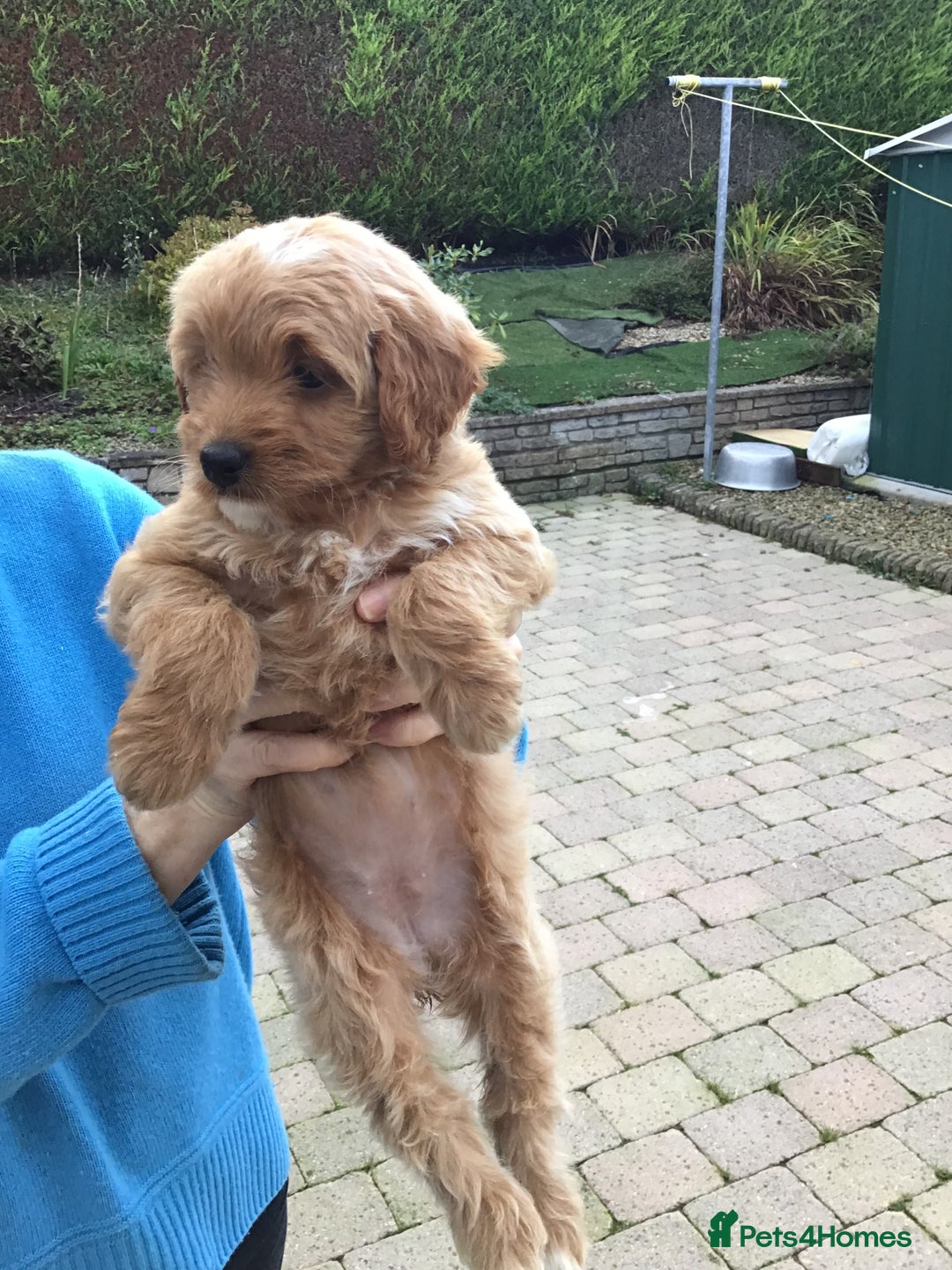 Bernedoodle dogs for sale: Rare Toy bernedoodles  - Image 2