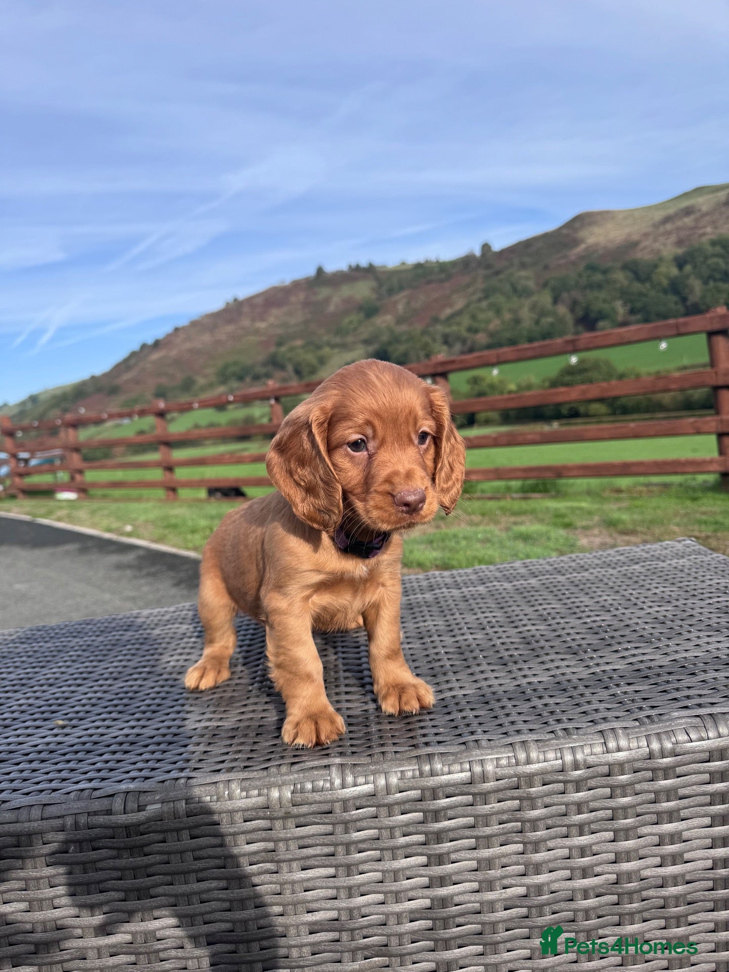 Cocker Spaniel dogs Litter of 8 Red cocker spaniel puppies - Advert 1