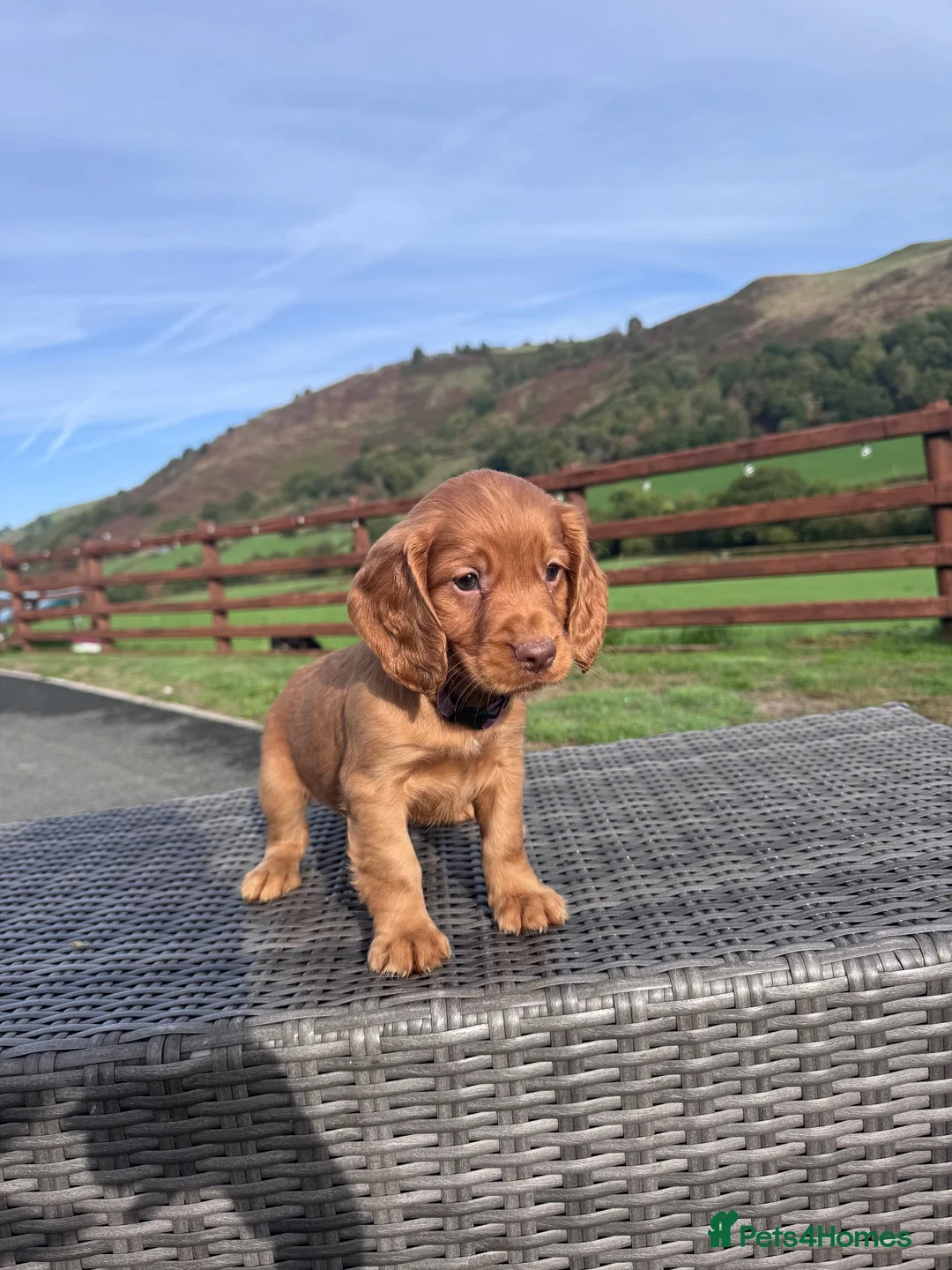Cocker Spaniel dogs for sale: Litter of 8 Red cocker spaniel puppies - Advert 1