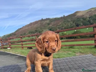 Cocker Spaniel dogs Litter of 8 Red cocker spaniel puppies - Advert 1