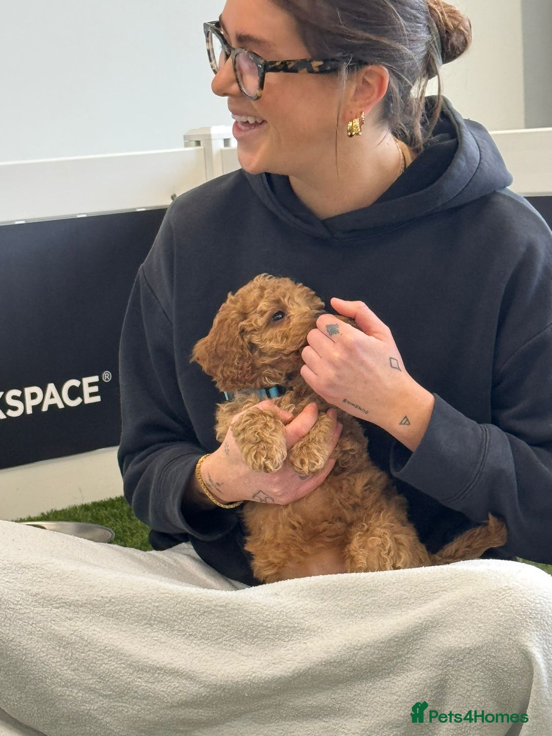 Cockapoo dogs for sale: F2 Cockerpoos Ready for their new homes. - Advert 8