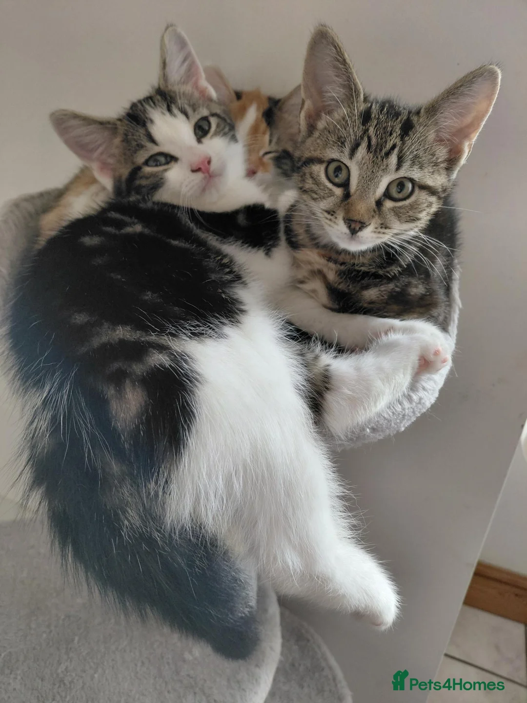 Domestic Shorthair cats for sale: 2 beautiful kittens  - Advert 5