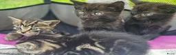 Mixed Breed cats for sale: Half Bengal Kittens - Advert 3