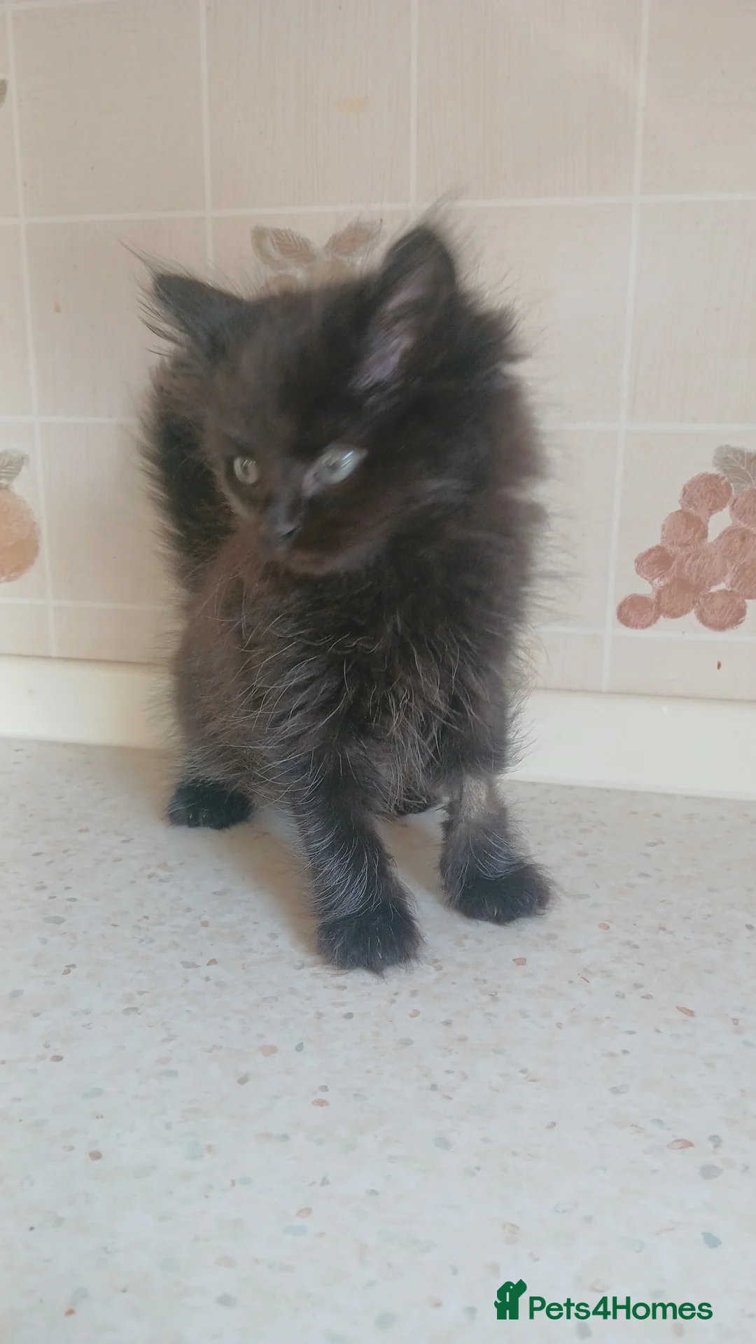 British Shorthair cats for sale: READY TO LEAVE NOW  in Bridlington - Advert 2