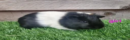 Guinea Pig rodents for sale: 3 beautiful tri guinea pigs - Advert 3