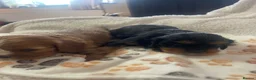 Cavalier King Charles Spaniel dogs for sale: Cavalier King Charles spaniels  - Advert 15