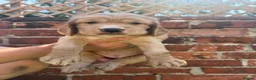 Cocker Spaniel dogs for sale: 🌟🌟🌟Beautiful English Gold Show Cocker Spaniel  - Advert 34