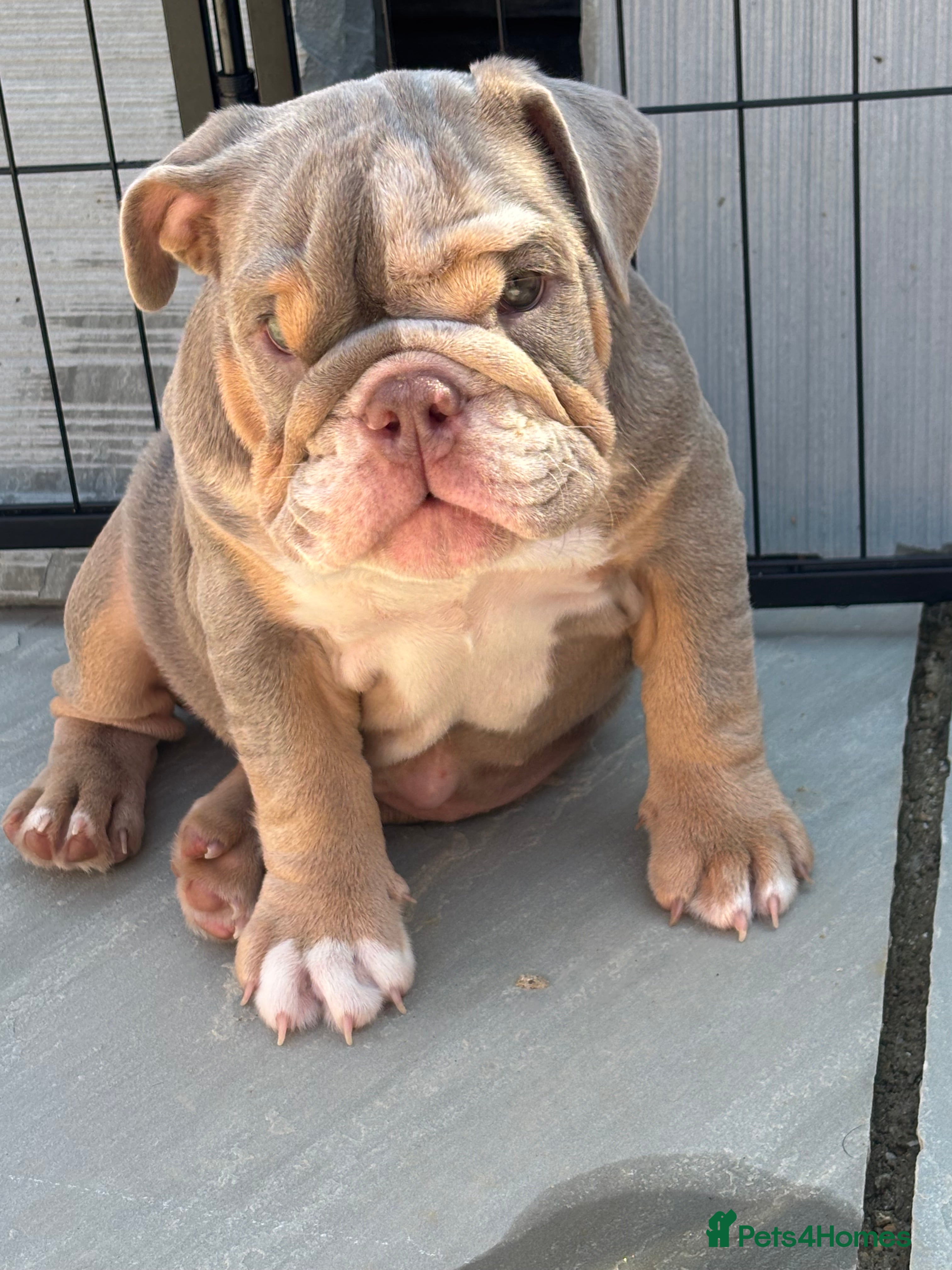 English Bulldog dogs *READY TO GO NOW* English Bulldog Puppies  - Advert 2