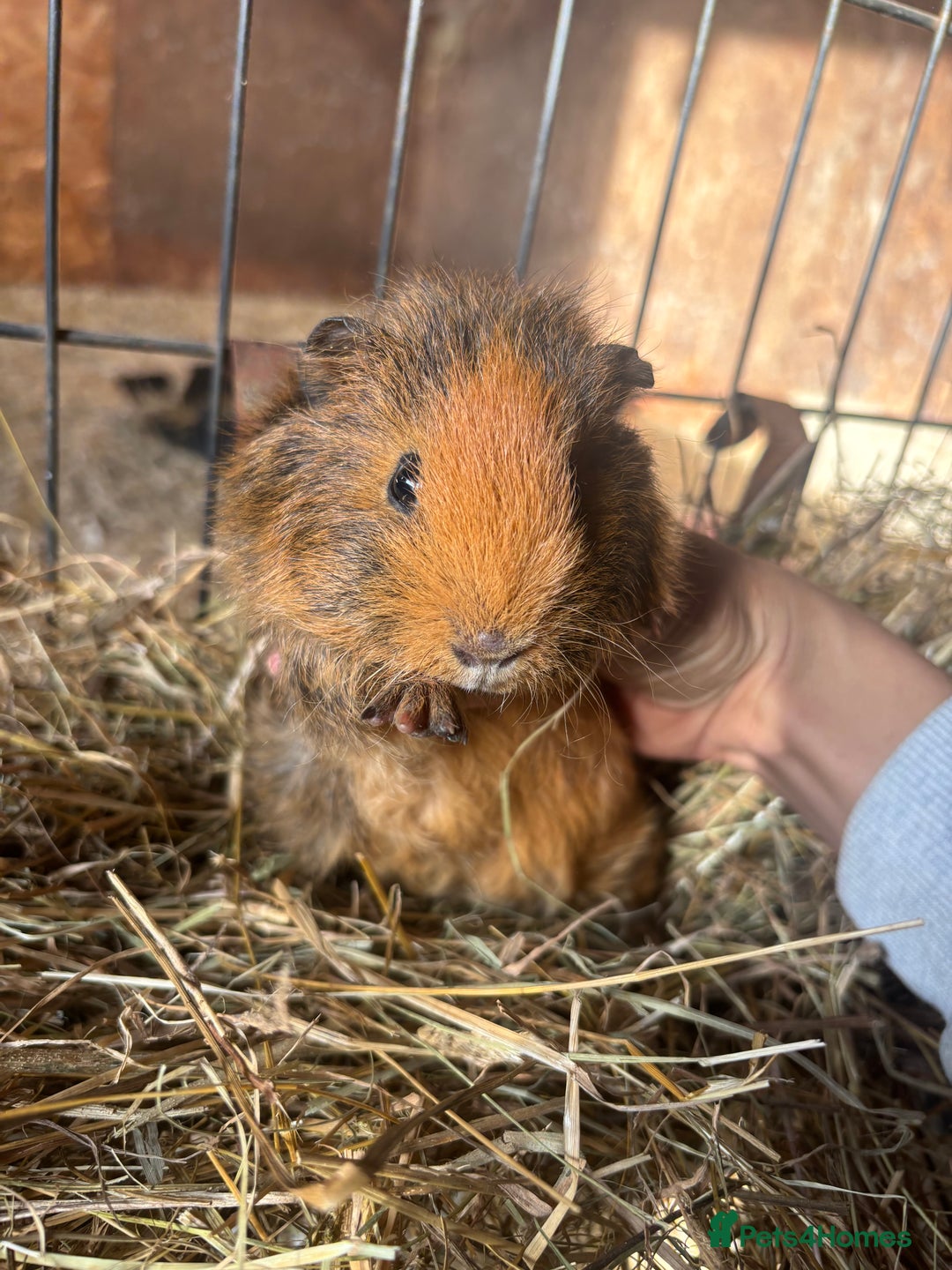 Guinea Pig rodents for sale: Beautiful Young GuineaPigs  - Image 11