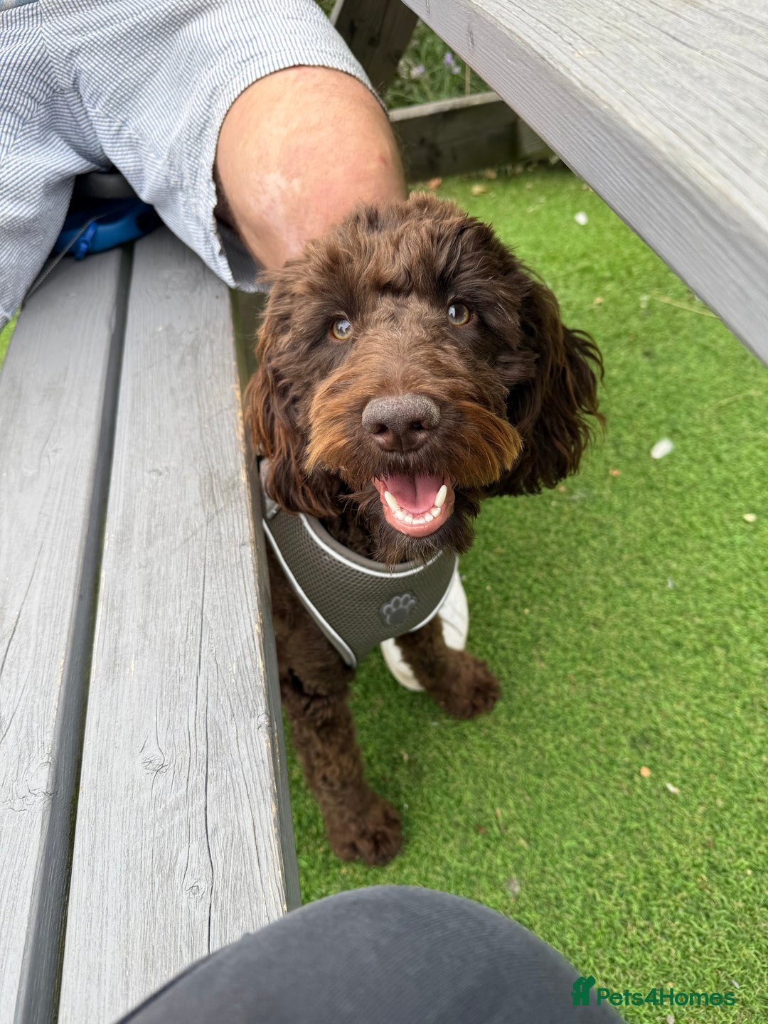Cockapoo dogs for sale: Dexter - Image 1