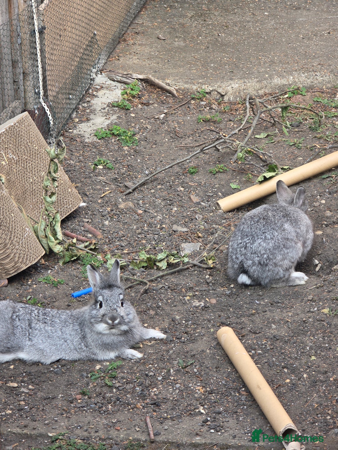 Dwarf Lop rabbits for sale: Bunny  - Advert 5